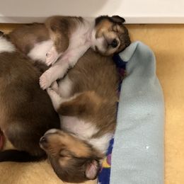 Collie puppies from Covenant Collies