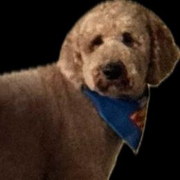 Fudge - Goldendoodle