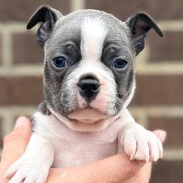 Charmander - Blue male Boston Terrier puppy in West Jefferson, Ohio from Kline Kennels