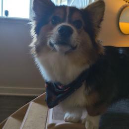 American Corgi and Pembroke Welsh Corgi Puppies from Beebe’s Corgis | Seven B Corgi Co