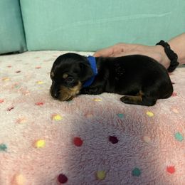 Blue - Black and tan male Dachshund puppy in Live Oak, Florida from The Weenie Herd Mom