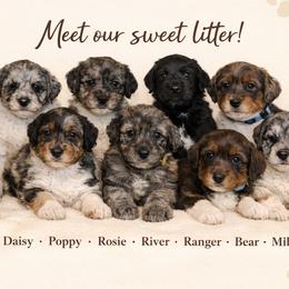 Aussiedoodle puppies from Pawsome Aussie Doodles and Oodles