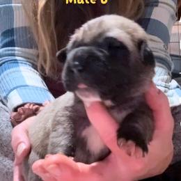 Male 6 - Fawn male Anatolian Shepherd Dog puppy in Daggett, Michigan from T&S Anatolians