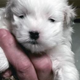 Coton de Tulear Puppies from A Touch of Class Cotons