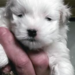 Coton de Tulear Puppies from A Touch of Class Cotons