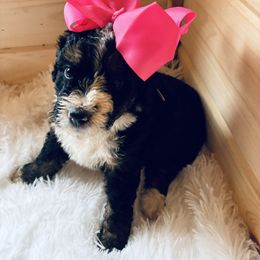 Harbor - Tri-color female Bernedoodle puppy in Allegan, Michigan from Sand Creek Bernedoodles