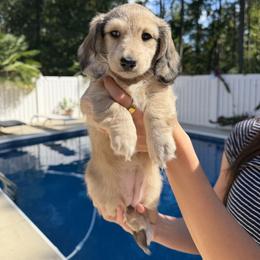 Dachshund Puppies from Rylee’s dachshunds