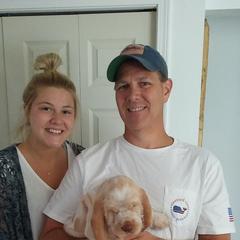 Spinone Italiano Puppies from Michigan Spinone