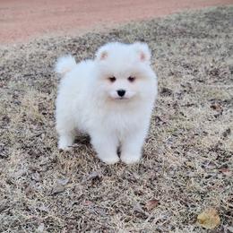 A - White male Samoyed puppy in Durant, Oklahoma from OrangeLine Samoyeds