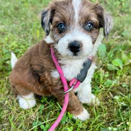 Girl 4 - Red tri-color female Aussiedoodle puppy in Hillsboro, Illinois from Perfect Paws Puppies