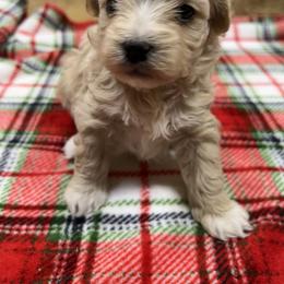 Melody - Champagne female Maltipoo puppy in Lawrenceburg, Tennessee from LUV Poodles and Maltipoos