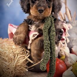 Bernedoodle, Goldendoodle, Golden Retriever, and Poodle Puppies from Red String Farmstead