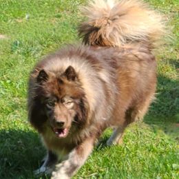 Arik - Siberian Husky