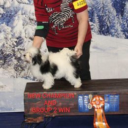 Havanese, Poodles, and Yorkshire Terriers from Ashley Nicole Ranch