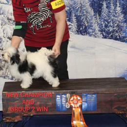 Havanese, Poodles, and Yorkshire Terriers from Ashley Nicole Ranch