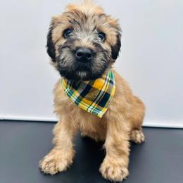 Yellow - Wheaten male Soft Coated Wheaten Terrier puppy in Grand Prairie, Texas from Wonderful Wheatens