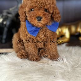 Cavapoo, Maltipoo, and Poodle Puppies from McCraws N Paws