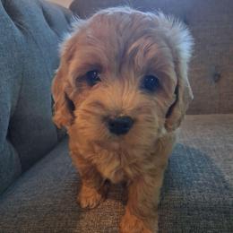 Lily F1b - Red female Cavapoo puppy in Centerton, Arkansas from Velvet Paws Cavapoos
