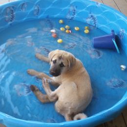 Anatolian Shepherd Dog Puppies from Thakeb Anatolian Shepherd