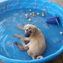 Anatolian Shepherd Dog Puppies from Thakeb Anatolian Shepherd