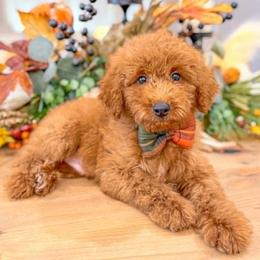 Willie - Red  male Goldendoodle puppy in Iola, Texas from Supreme Doodles of Texas
