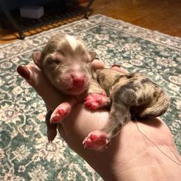 Juniper - Red merle female Miniature Australian Shepherd puppy in Ellendale, North Dakota from Ark Acres Kennels