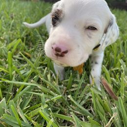 Dalmatian Puppies from Soflo Dalmatians