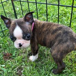 L. Brindle Runt girl - Brindle and white female Boston Terrier puppy in Mc Donough, Georgia from Ballard Boston Terriers