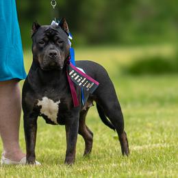 American Bullies from Fia Bullies