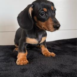 Brodie - Black and tan male Dachshund puppy in Callahan, Florida from Little Foot Kennels