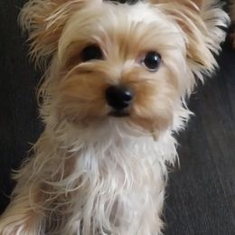 Jewel - Yorkshire Terrier