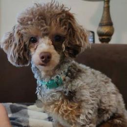 Robin Rose - Poodle