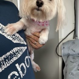Yorkshire Terrier puppies from Tiny Puppies World