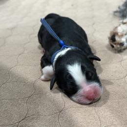 Brownie - Tri-color male Bernedoodle puppy in El Campo, Texas from Little Fur Friends Bernedoodles