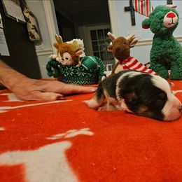 PRANCER - Black & white male Miniature Australian Shepherd puppy in Queen Creek, Arizona from Jaylee's Miniature Australian Shepherds