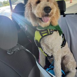 Poodle All Grown Up from Patch of Pines