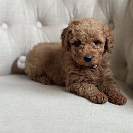 Bella (Pink collar) - Red  female Goldendoodle puppy in Skamokawa, Washington from East Valley Pups