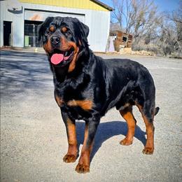 Elton - Rottweiler