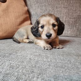 Delta - Cream male Dachshund puppy in Lindsay, California from Lewis Creek Dachshunds