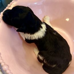 Betsy - Black female Goldendoodle puppy in Tyler, Texas from Sassy’s Hollywood Poodles & Doodles