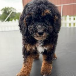 Thor - Phantom male Poodle puppy in Henefer, Utah from Mountain Valley Poodles