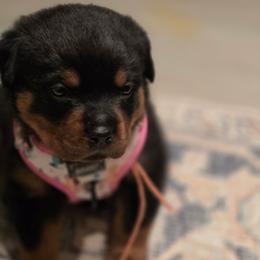 Pink collar female - Black and mahogany female Rottweiler puppy in San Antonio, Texas from VHWilliamsRottweilers