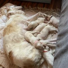 Borzoi Puppies from Novgorod