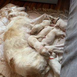 Borzoi Puppies from Novgorod