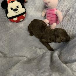 Girl 3 - Brown Poodle puppy in Georgia from Poodle Dreams