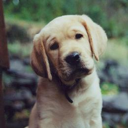 Labrador Retriever Puppies from Cecilie Drege