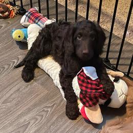 Cuddles - Chocolate female Australian Labradoodle puppy in Eagle, Wisconsin from Fruitful Beginnings,LLC