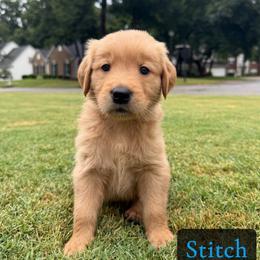 Stitch - Golden male Golden Retriever puppy in Simpsonville, South Carolina from Upstate Revival Retrievers