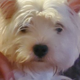 West Highland White Terriers from Dixieland Westies