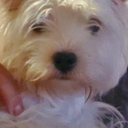 West Highland White Terriers from Dixieland Westies